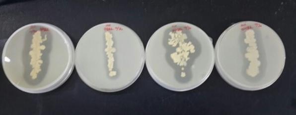 16c4412393beeb7f4a80401b96748d09_1451887394_25.JPG 16c4412393beeb7f4a80401b96748d09_1451887394_25.JPG